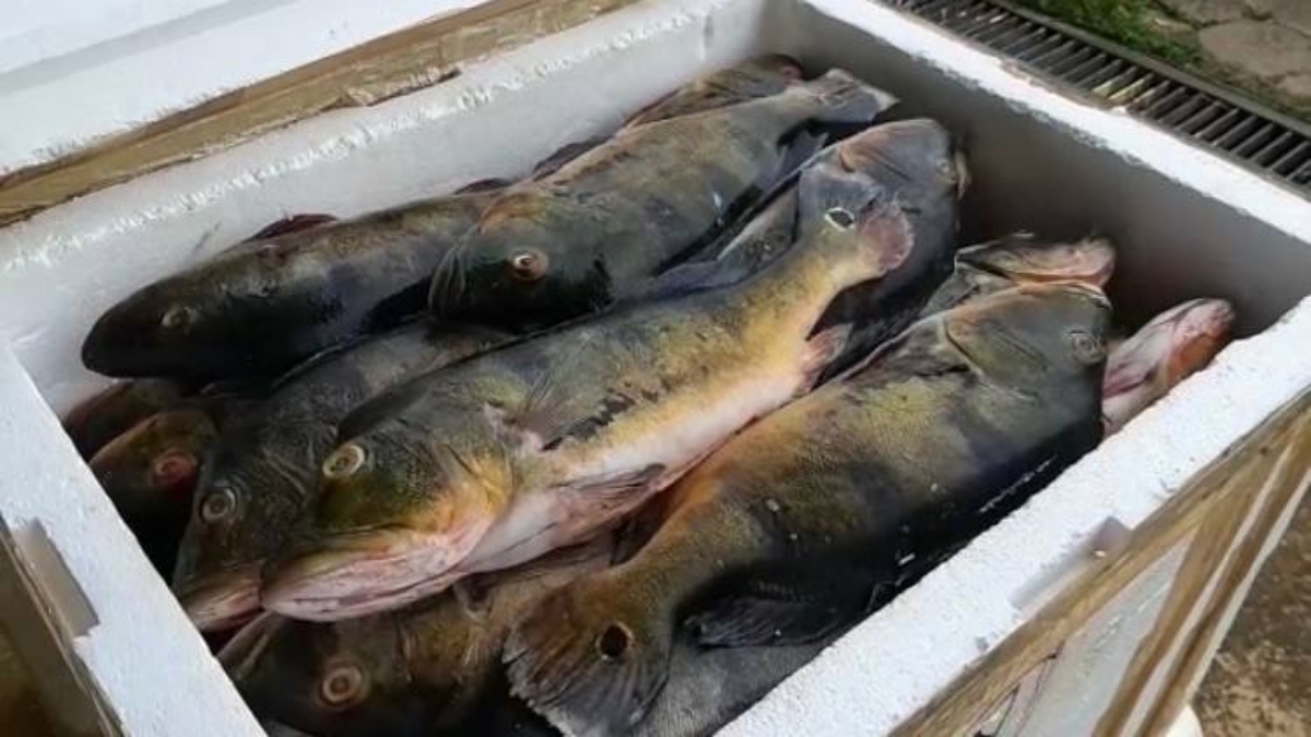 Polícia apreende 1 tonelada de peixes sem documentação fiscal, na BR-060