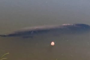 O pirarucu de quase dois metros de comprimento é considerado dócil pelos visitantes do parque, que vão visitar o animal todos os dias