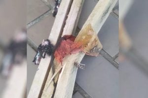 Preso suspeito de agredir a mulher grávida a pauladas, em Anápolis