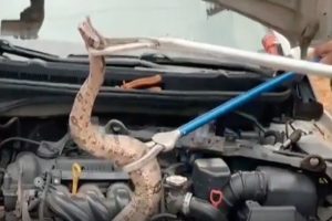 Jibóia de 2 metros é resgatada de dentro de motor de carro, em Aparecida