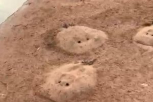 Pescador flagra arraias mortas no Rio Araguaia