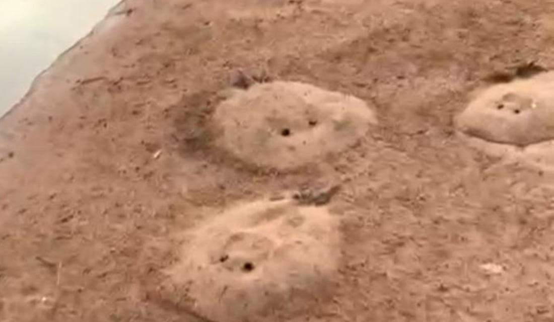 Pescador flagra arraias mortas no Rio Araguaia