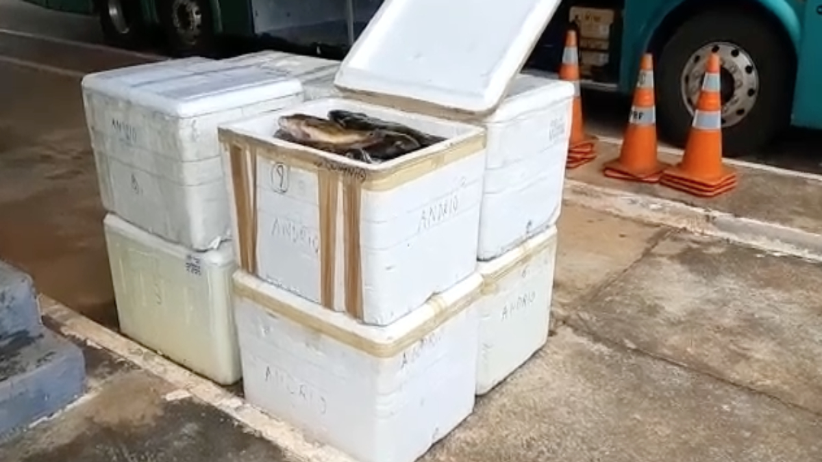 Polícia apreende 1 tonelada de peixes sem documentação fiscal, na BR-060