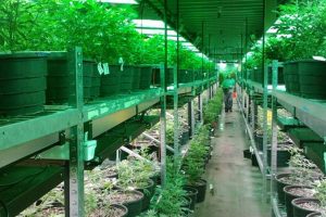 Câmara analisa veto que impede distribuição de medicamentos à base de Cannabis