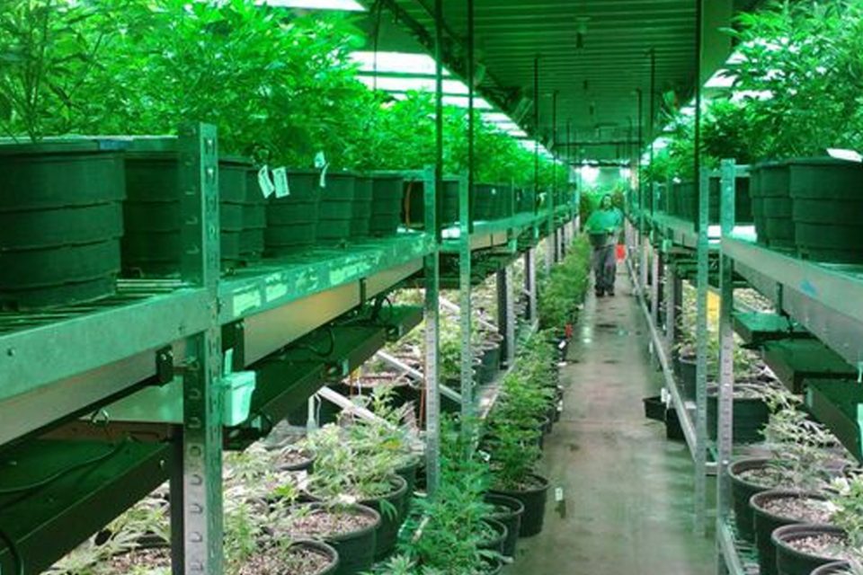 Câmara analisa veto que impede distribuição de medicamentos à base de Cannabis