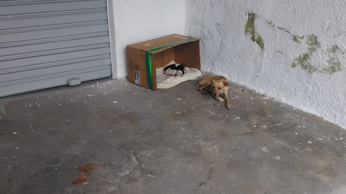 Homem abandona cachorros na 6ª, mas animais são resgatados no sábado
