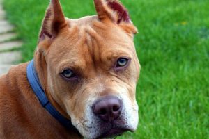 Agressividade de pit bulls se relaciona a forma com que o dono cuida, diz especialista
