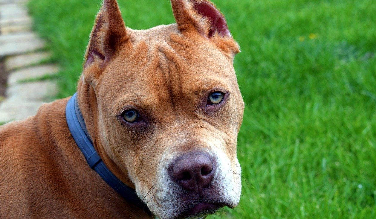 Agressividade de pit bulls se relaciona a forma com que o dono cuida, diz especialista