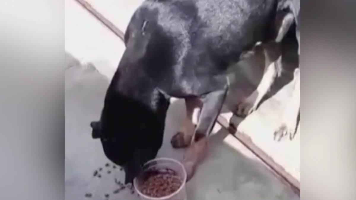 Veterinário resgata cão baleado e espancado em rua de Carmo do Rio Verde (Foto: Arquivo pessoal/Pablo Ricardo Alves de Moraes)