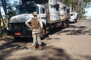 Os animais estavam sendo transportados em dois caminhões, em comboio pela via pública