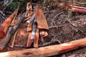 Com uso de drone, Polícia encontra árvores do cerrado desmatadas ilegalmente