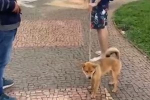 Cachorro que usava coleira de choque para ser adestrado passa por períciaUma moradora, que preferiu não ter a identidade revelada, se indignou ao ver um cachorro sendo adestrado com uma coleira de choque - Moradora reage com indignação ao ver cão com coleira que dá choque, no setor Bueno