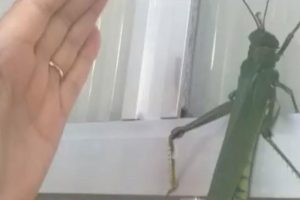 Moradores de SC se surpreendem com gafanhotos gigantes