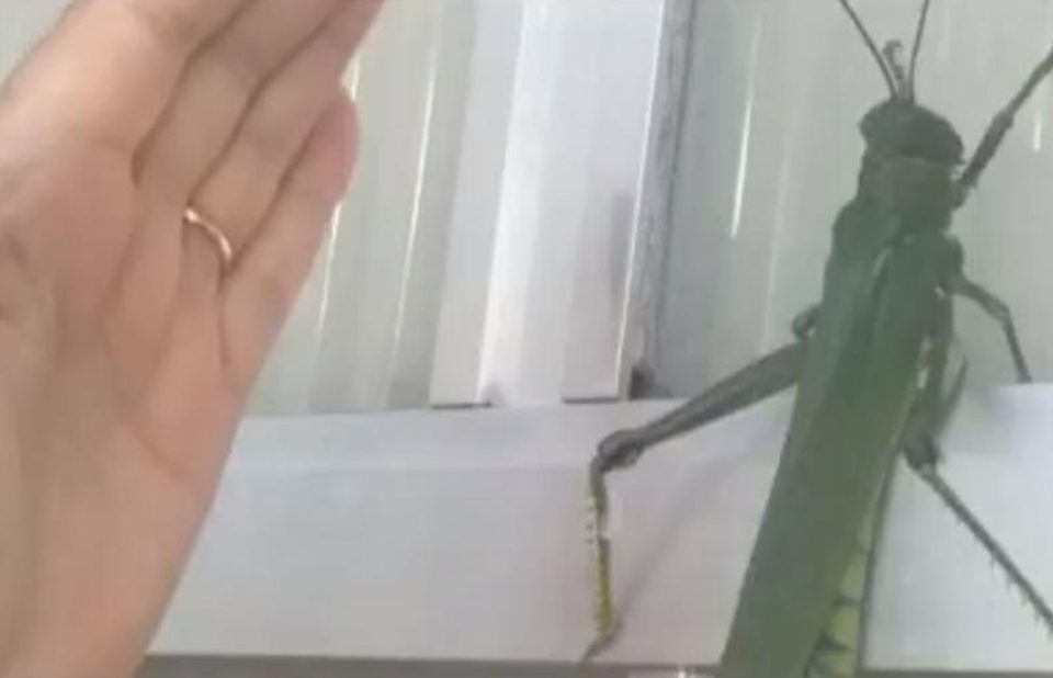 Moradores de SC se surpreendem com gafanhotos gigantes