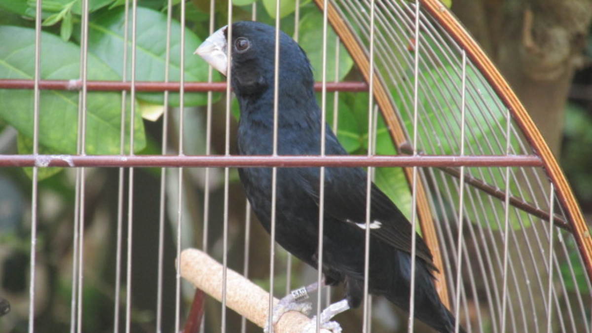 Preso suspeito de manter pássaros silvestres em cativeiro em Cidade Ocidental