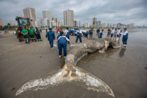 Baleia jubarte de sete metros foi encontrada no litoral do bairro Aviação, na Praia Grande (Foto: Prefeitura de Praia Grande)