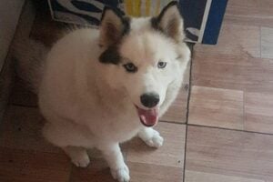 Polícia prende suspeita de extorquir dona de cachorro para devolvê-lo em Goiânia