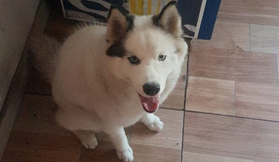 Polícia prende suspeita de extorquir dona de cachorro para devolvê-lo em Goiânia