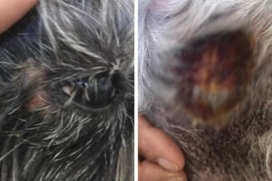 Homem investigado por queimar a pele de uma cadela com secador, na cidade de Uruaçu. O suspeito é acusado por 13 ex-namoradas por violência