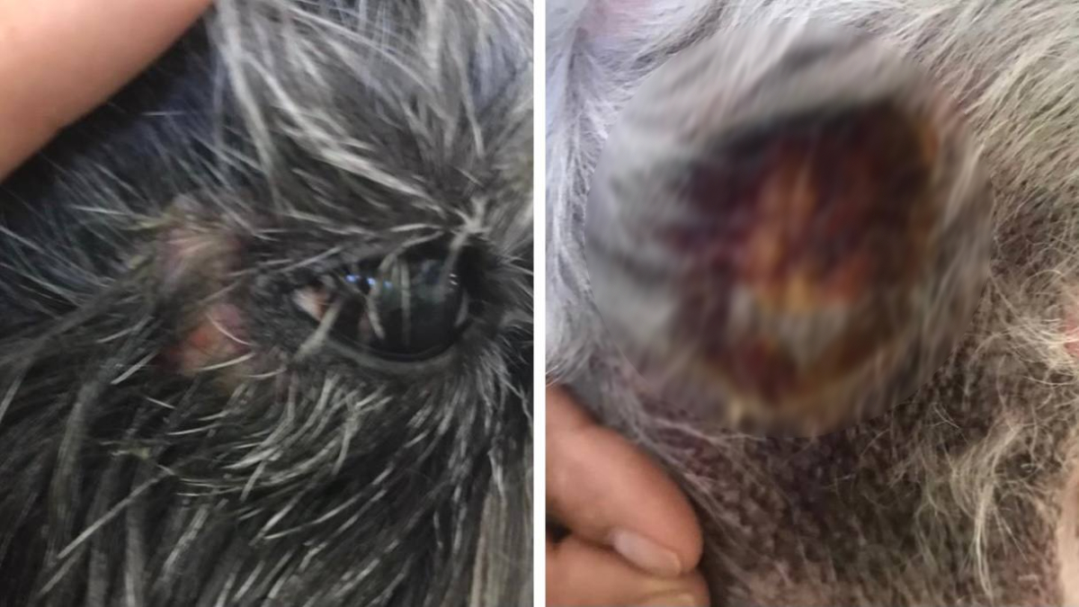 Homem investigado por queimar a pele de uma cadela com secador, na cidade de Uruaçu. O suspeito é acusado por 13 ex-namoradas por violência