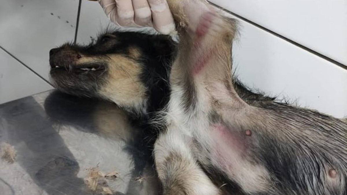 Homem é flagrado arremessando cadela para ser atropelada em rua de Trindade