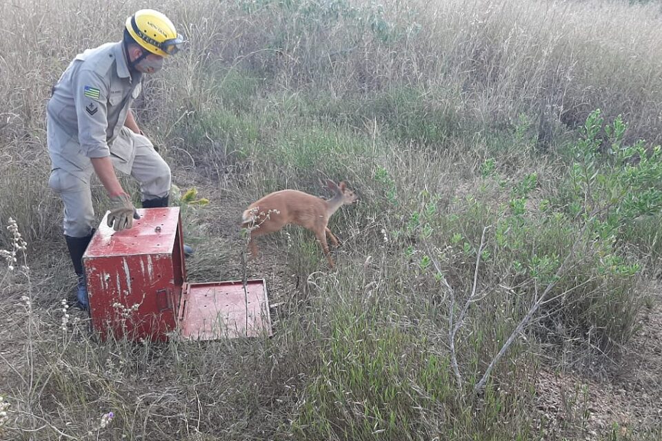 Bombeiros resgatam veado em Novo Gama
