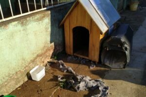 Segundo a PM, com frio, a criança decidiu passar a noite em uma casinha de cachorro, abraçado com três animais