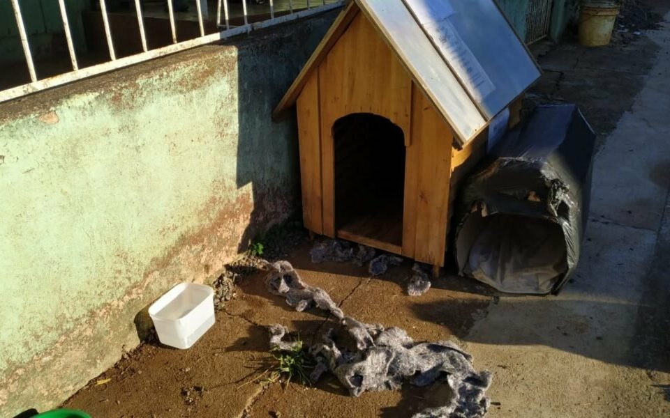 Segundo a PM, com frio, a criança decidiu passar a noite em uma casinha de cachorro, abraçado com três animais
