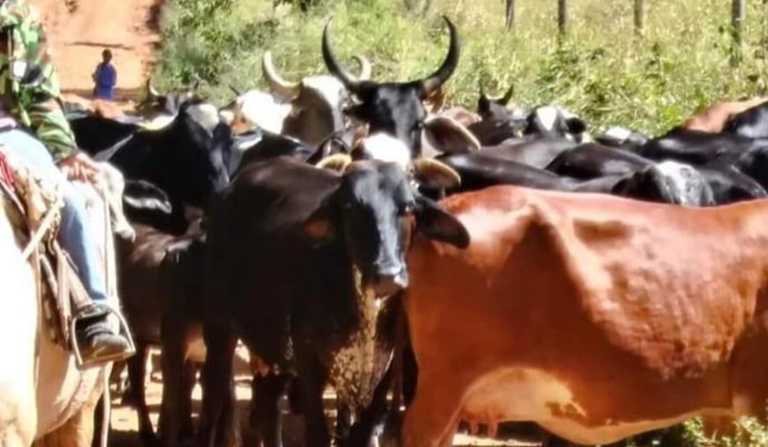 Polícia recupera 55 cabeças de gado furtadas em Pirenópolis