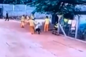 Homem é condenado a três anos de prisão por matar cão com um chute, em Cachoeira Alta