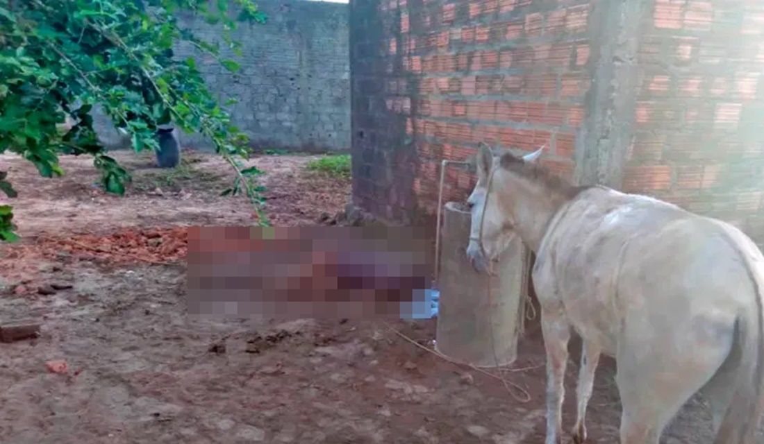 Homem tenta estuprar mula, leva coice e morre no MA