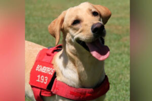 Internautas podem escolher nome de labradora membro dos bombeiros em votação virtual