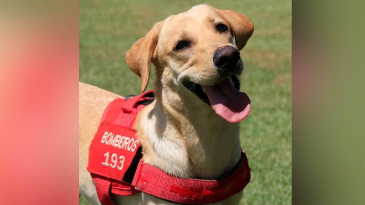 Internautas podem escolher nome de labradora membro dos bombeiros em votação virtual