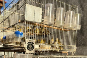 Polícia resgata mais de 120 canários mantidos em cativeiro, em Catalão; 26 mortos