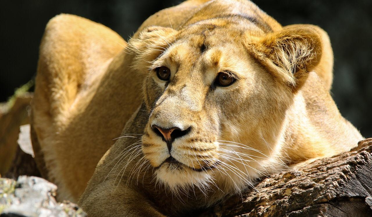 Famintos, leões atacam turistas em Namíbia, na África