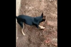 Animal começou a cavar o quintal assim que os agentes chegaram na residência. Cachorro ficou sob cuidados dos policiais