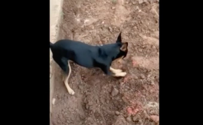 Animal começou a cavar o quintal assim que os agentes chegaram na residência. Cachorro ficou sob cuidados dos policiais