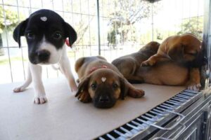 Empresa cria licença 'PETernidade' e dá folga a funcionário que adotar animal