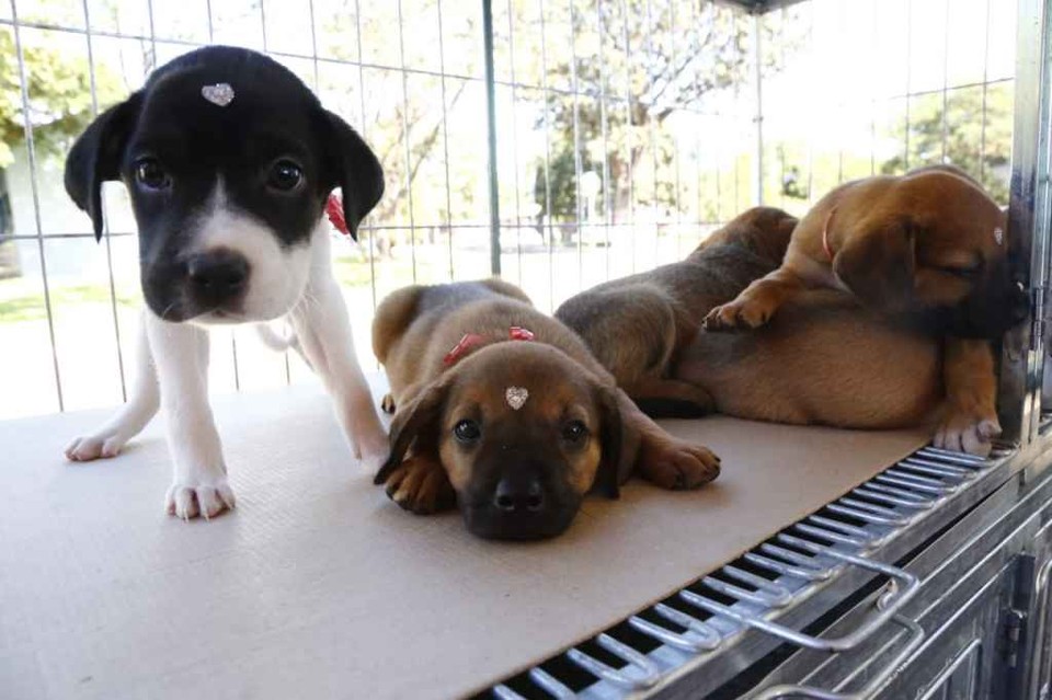 Empresa cria licença 'PETernidade' e dá folga a funcionário que adotar animal