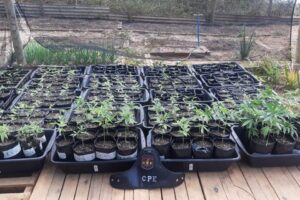 A Polícia Militar prendeu nesta quarta-feira (12) M.G.O.C. suspeito de tráfico de drogas em Pirenópolis. O preso é natural do Pernambuco