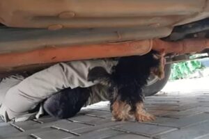 Cachorro é resgatado por bombeiros após prender cabeça em escapamento de carro