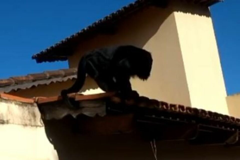 MACACO