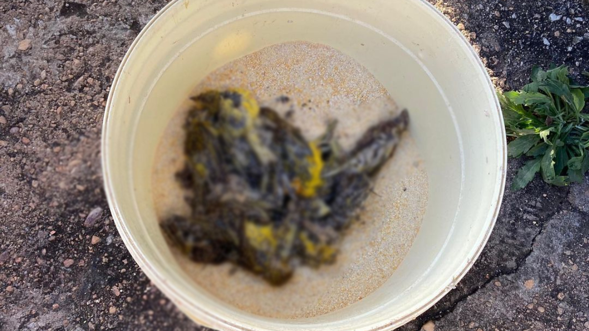 O responsável pela criação dos animais alegou que cria os pássaros por diversão