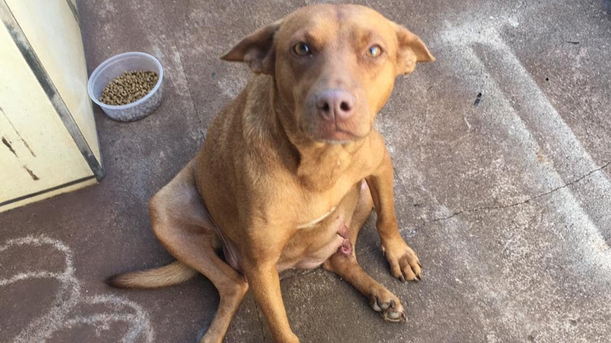 Homem confessou crime de zoofilia contra cadela prenha, em Rio Verde (Foto: Divulgação/PC)