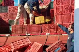 Pai e filho são presos com 100 kg de maconha, em Morrinhos