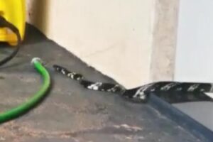 Bombeiros resgatam cobra Caninana em Aruanã (Foto: Reprodução/Vídeo/Corpo de Bombeiros)