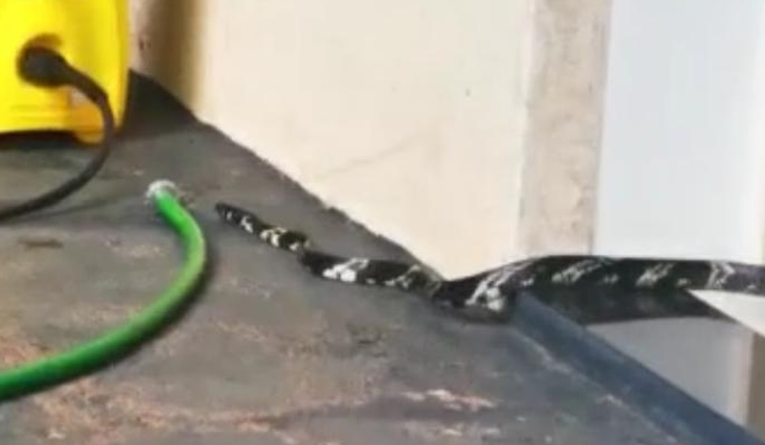 Bombeiros resgatam cobra Caninana em Aruanã (Foto: Reprodução/Vídeo/Corpo de Bombeiros)