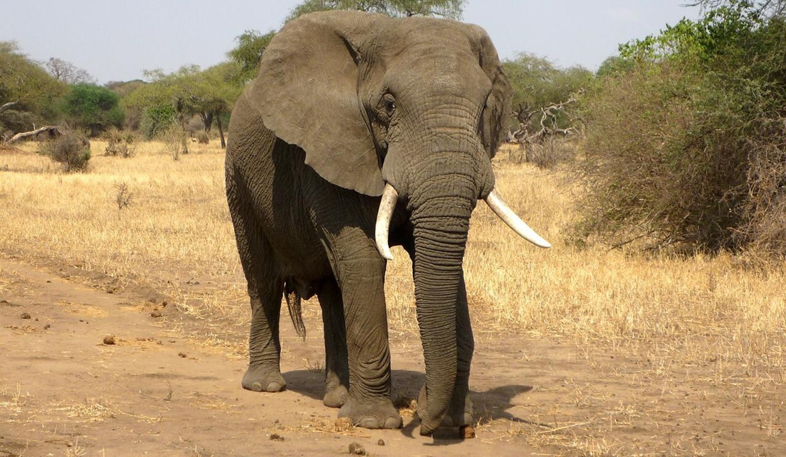 Autoridades investigam mortes misteriosas de 18 elefantes na Índia