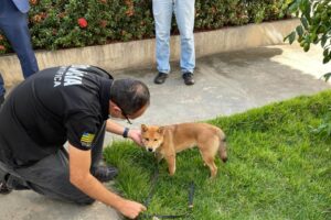 Cachorro que usava coleira de choque para ser adestrado passa por perícia vídeo Cachorro que usava coleira de choque para ser adestrado passa por perícia