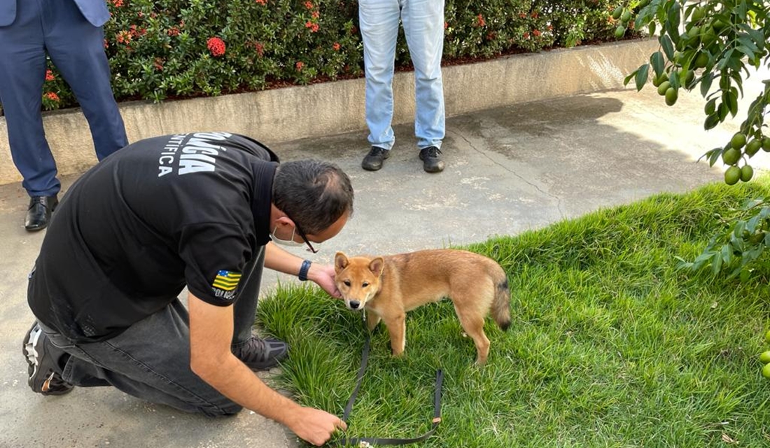 Cachorro que usava coleira de choque para ser adestrado passa por perícia vídeo Cachorro que usava coleira de choque para ser adestrado passa por perícia